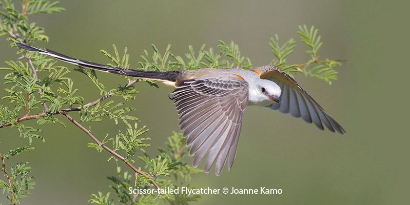 Scissor-tailed Flycatcher