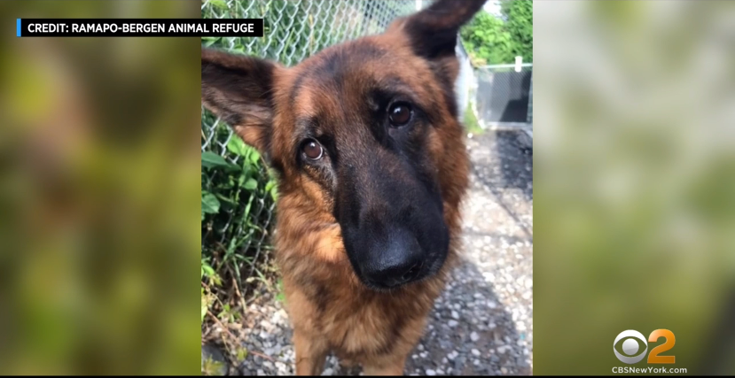 Officials: At Least 10 German Shepherds Found After Being Abandoned In New Jersey (CBS New York)