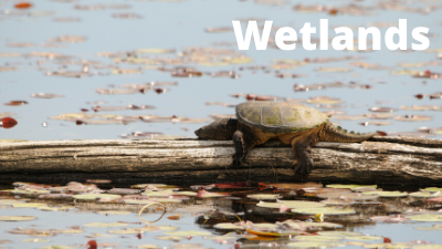 Audubon at Home: Wetlands