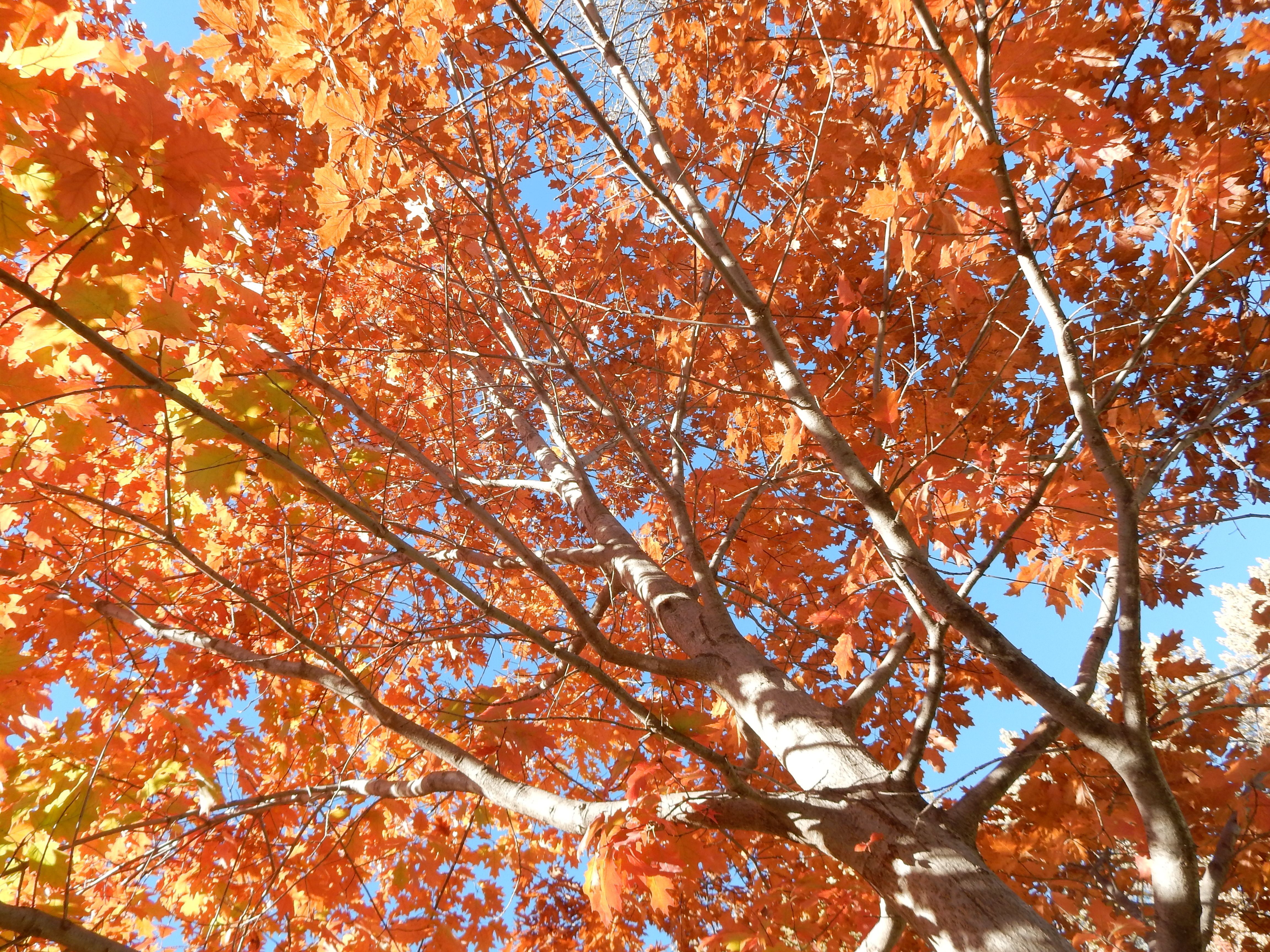 Fall Tree Care