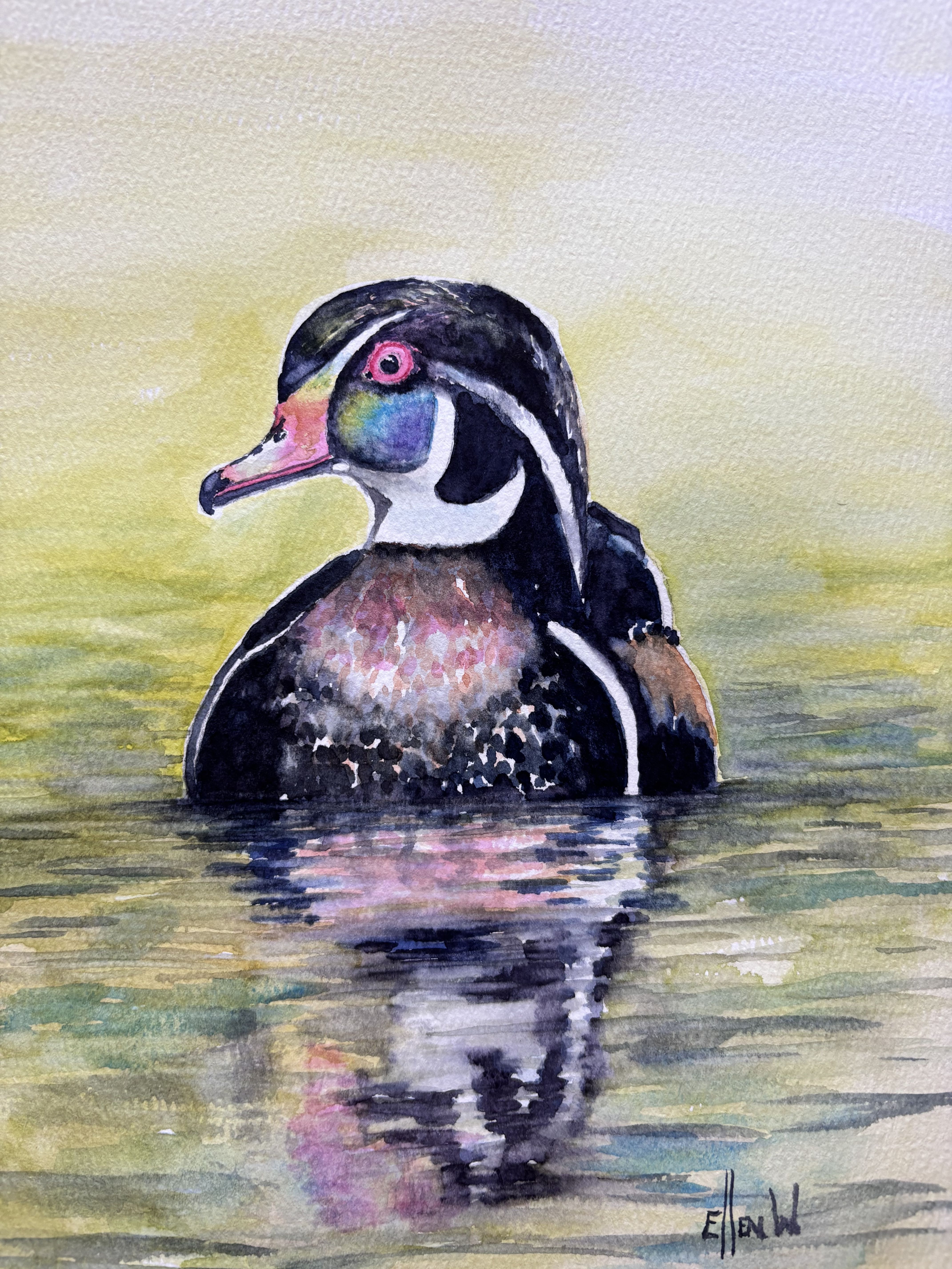 March 7, Wood Duck