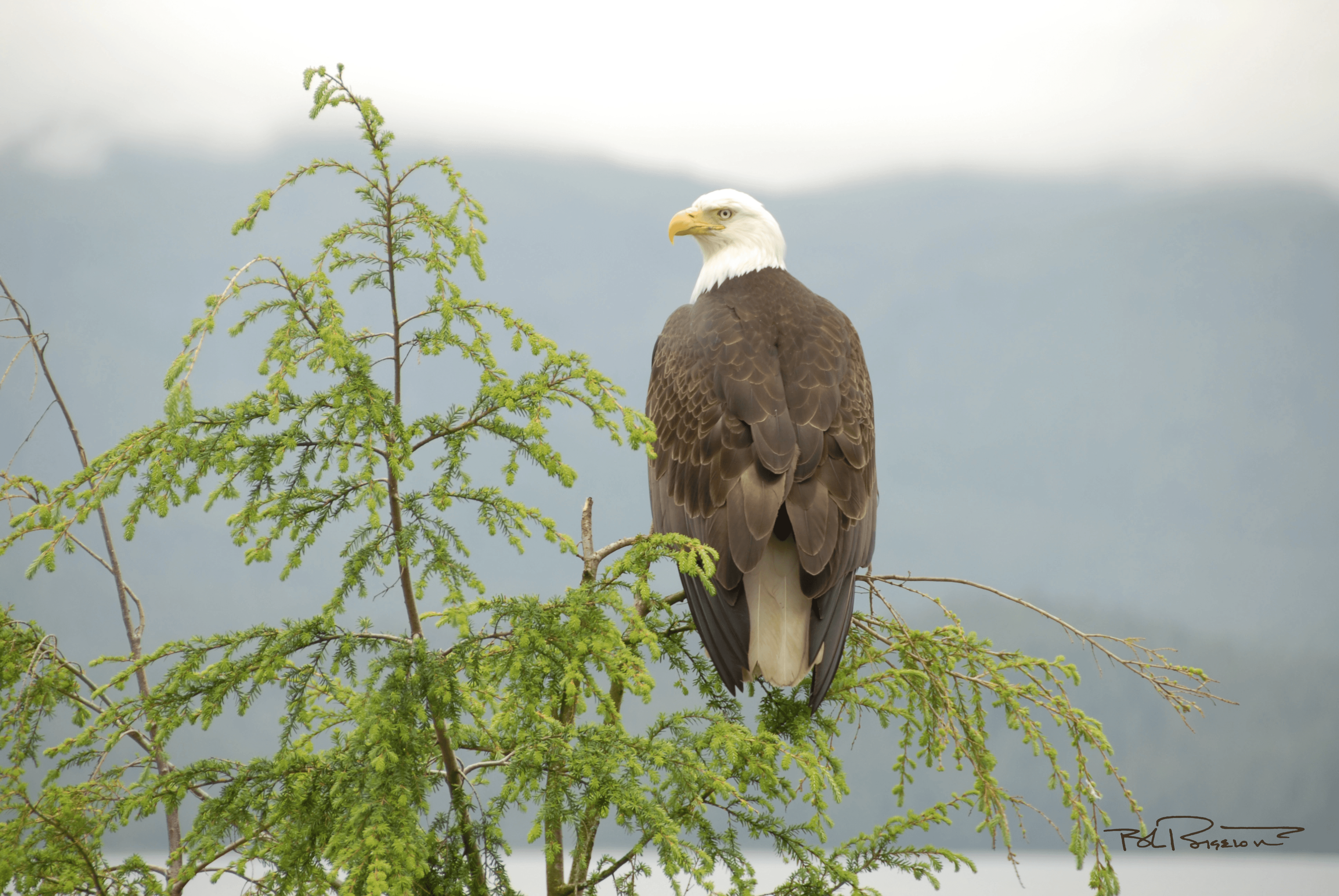 Eagle in Cedar