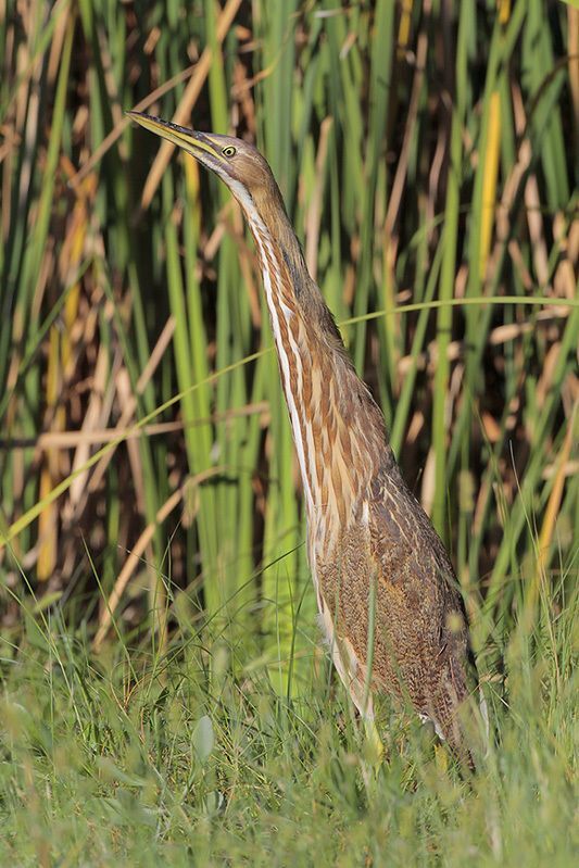 American Bittern