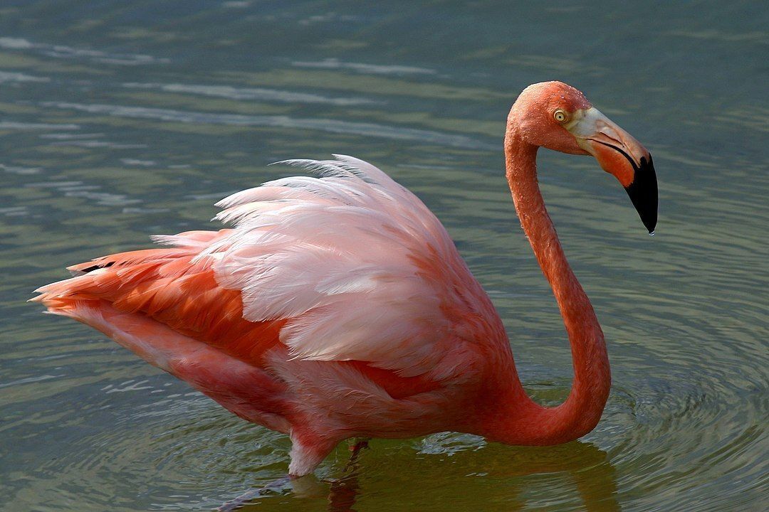 Beak of the Week: American Flamingo
