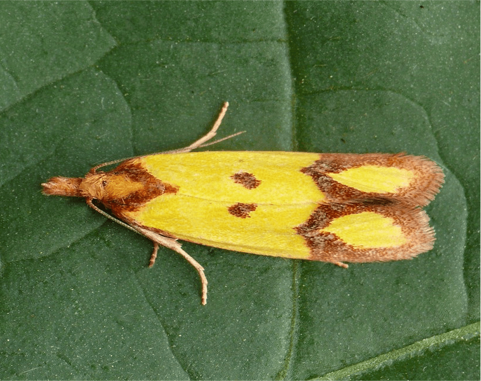 Knapweed Moth