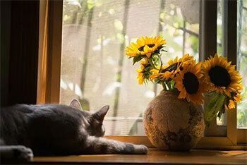 Cat on a windowsill