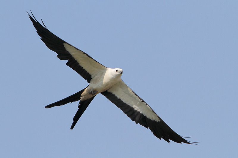 Swallow-tailed Kite