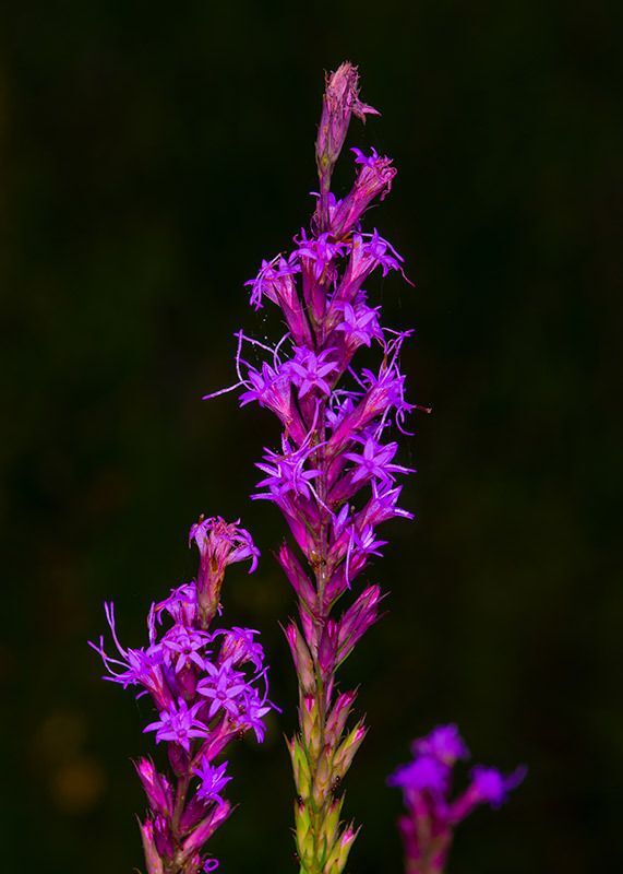 Sharp Blazing Star