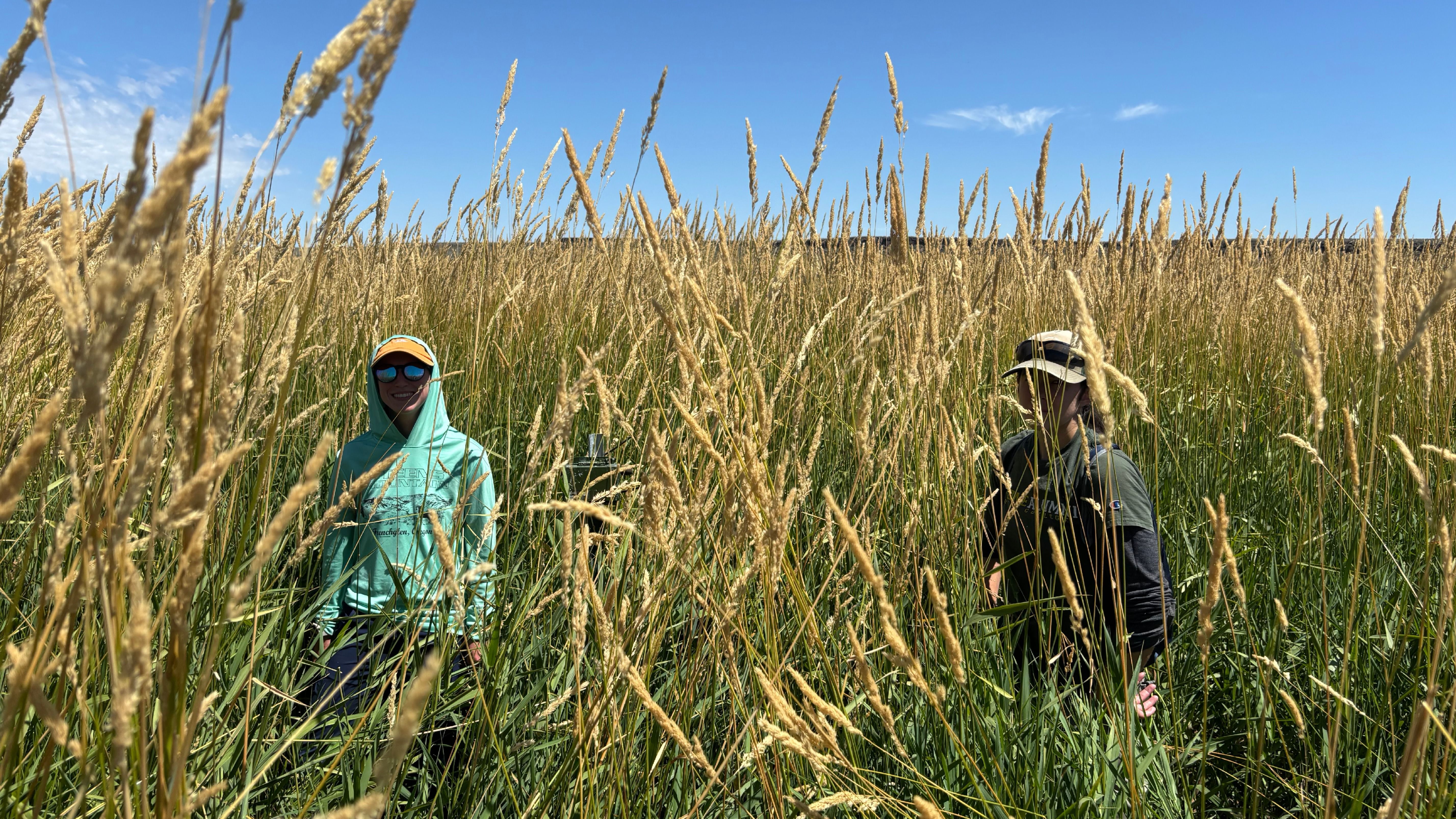 Wetlands Collaborative Seeks Ways to Combat Invasive Plants