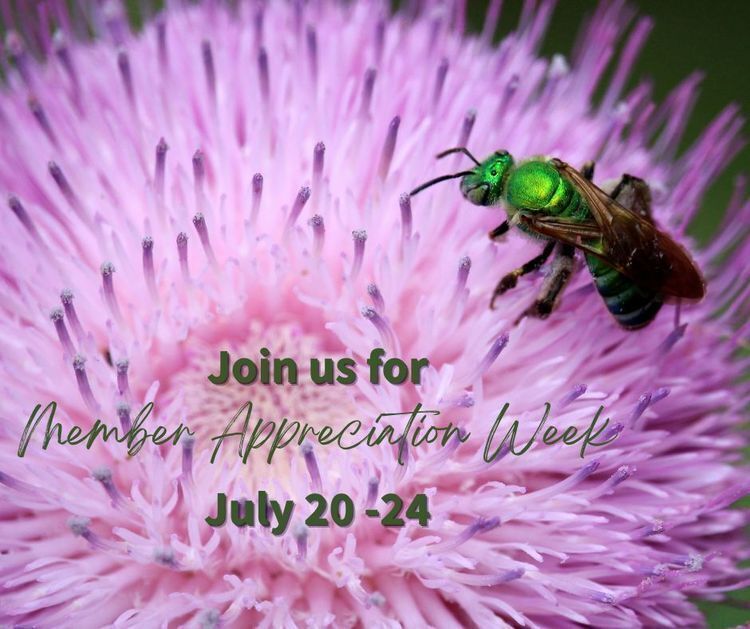 Close-up photograph of a metallic green bee resting on a pale pink thistle flower. Overlaid text reads: “Join us for Member Appreciation Week July 20–24.”