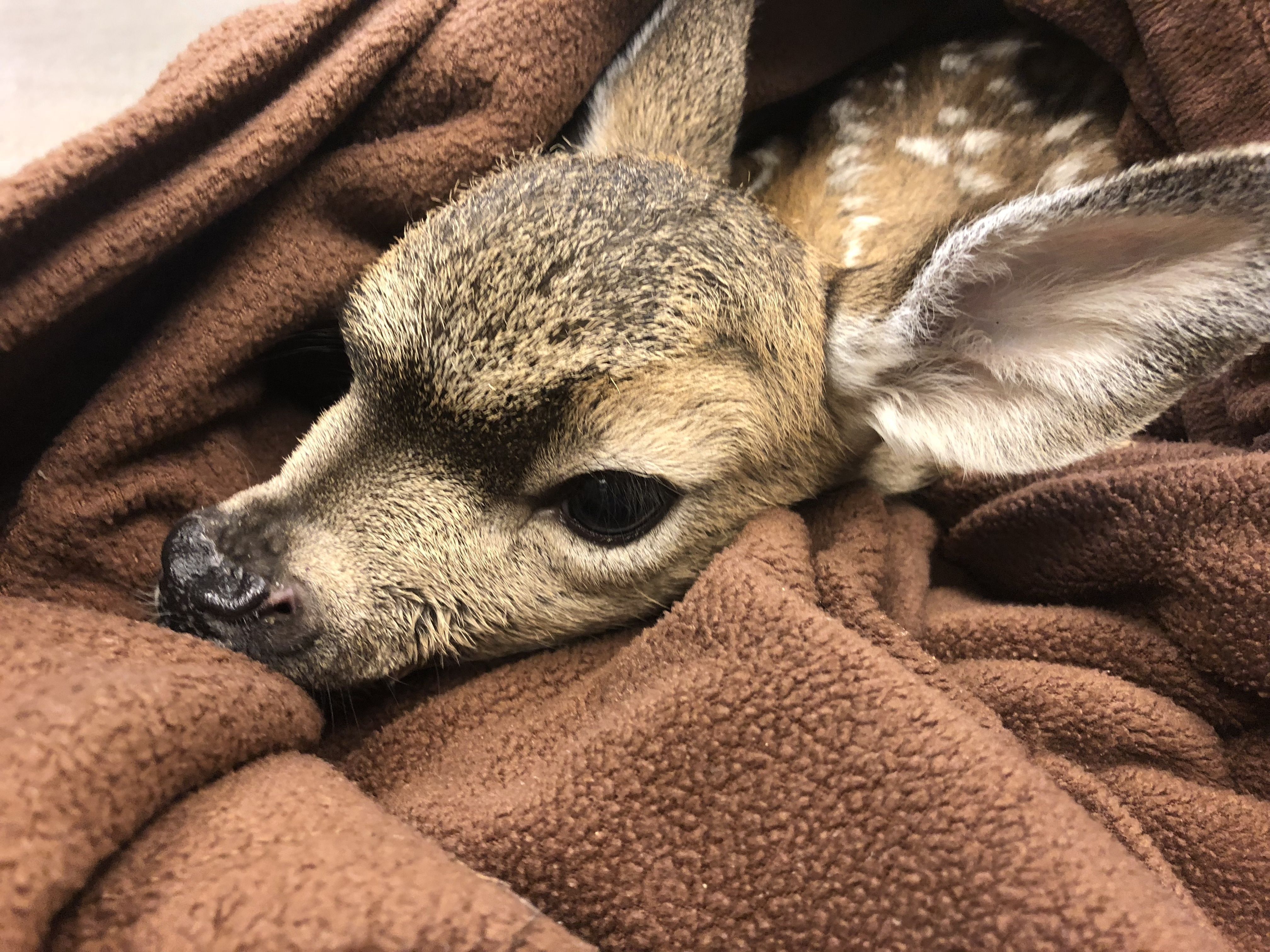 Rescued Fawn