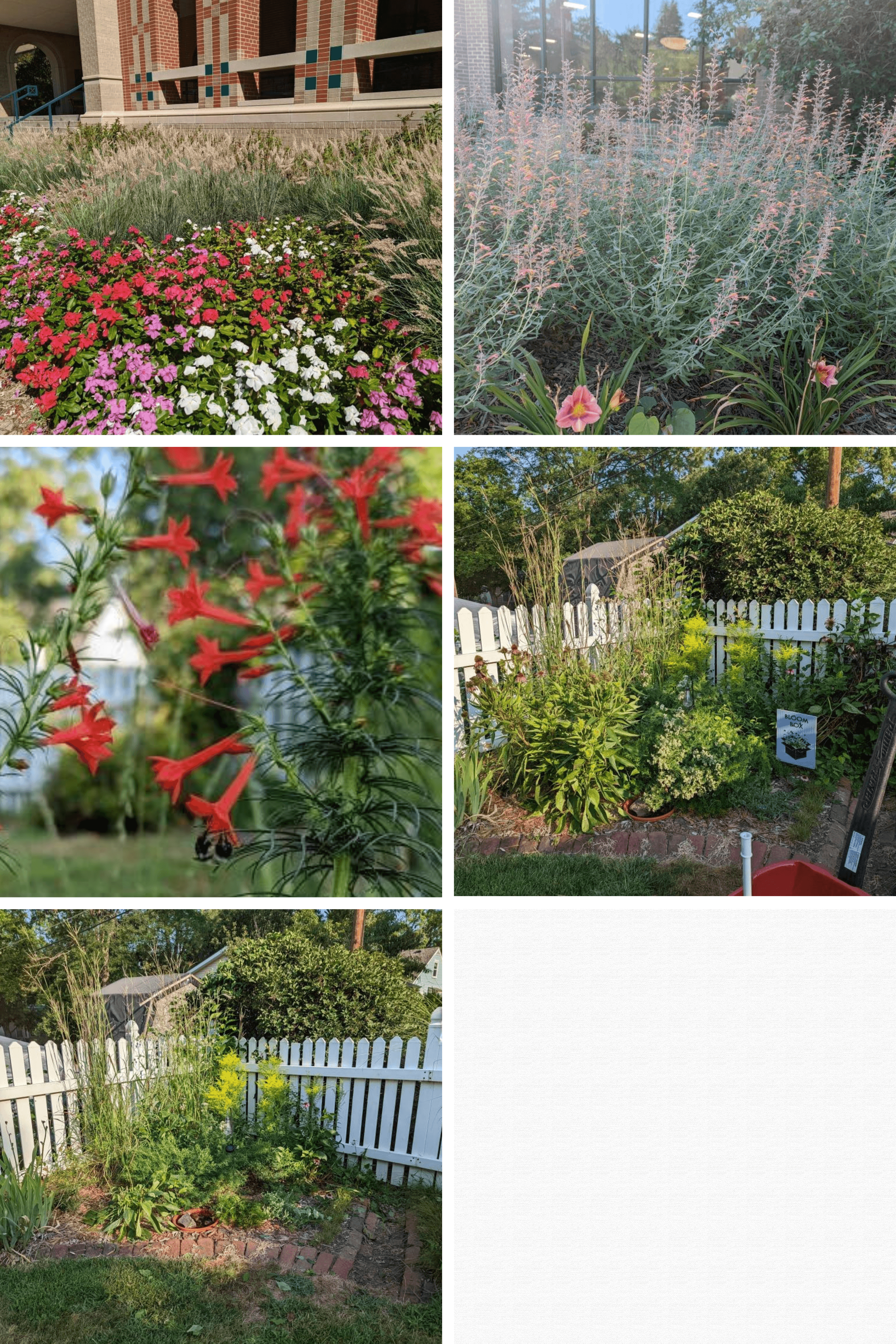 Ruby Chrystal grass (annual) in front of the Dairy Store on East Campus. Hanna’s mystery plant; Licorice Mint Hyssop in front of the East Campus Union. A bumblebee visiting Sarah’s Ipomopsis (scarlet gilia). Before and after a quick post-bloom haircut.