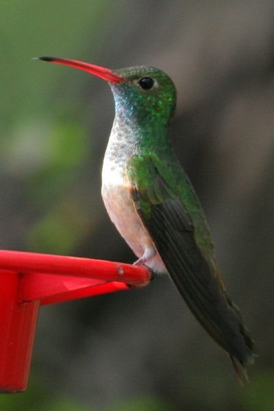 Buff-bellied Hummingbird