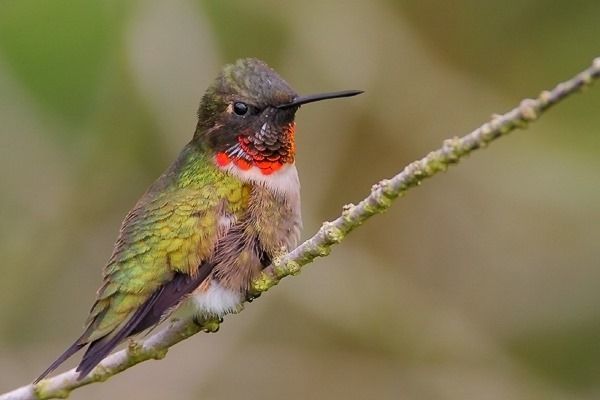 Ruby-throated Hummingbird