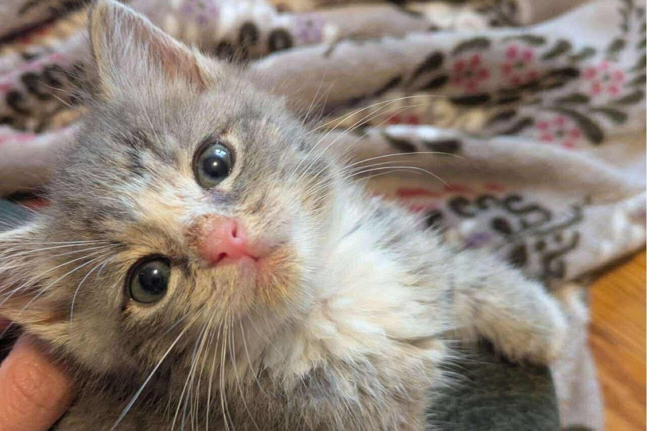 Kitten looking lovingly at someone.