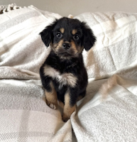 Madden - ADOPTION PENDING