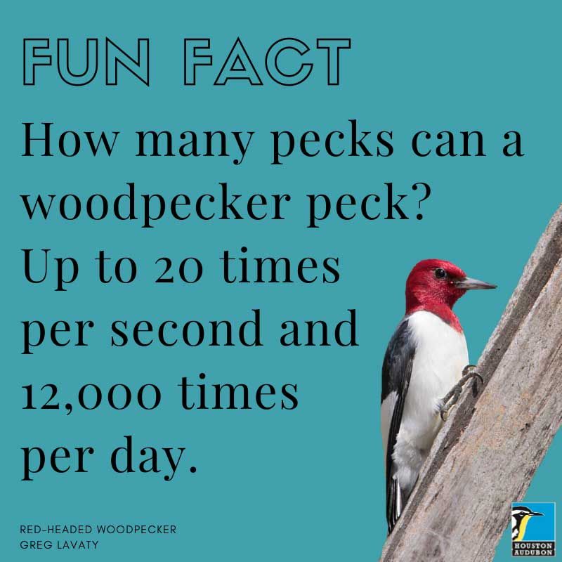 Woodpecker pecks fun fact