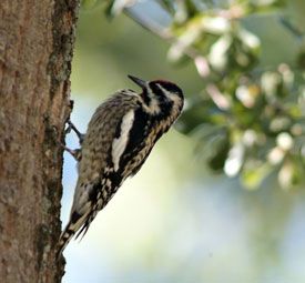 Beak of the Week: Yellow-bellied Sapsucker