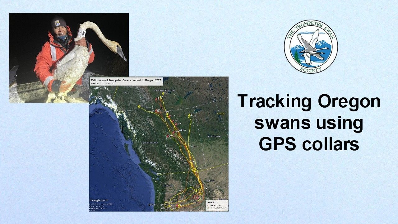 Tracking Oregon swans using GPS collars