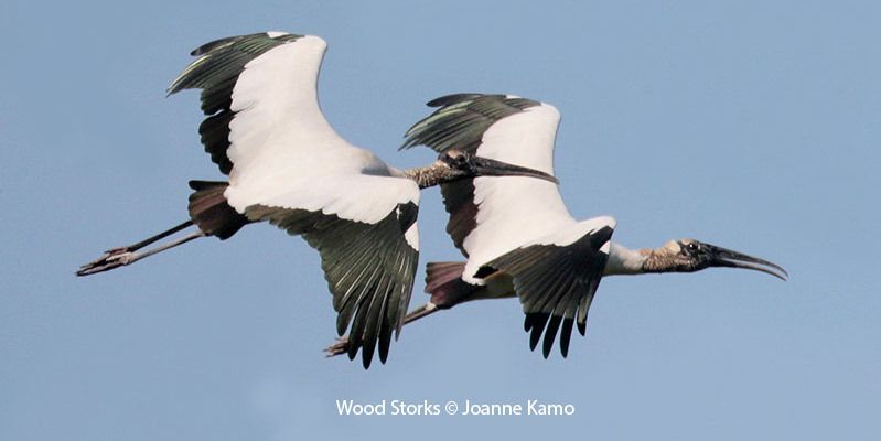 Wood Storks