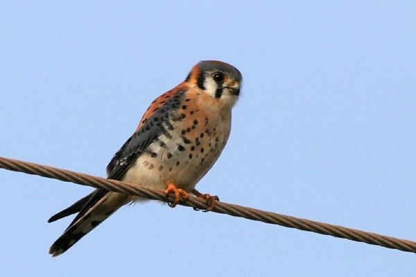 American Kestrel