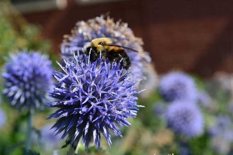 A bumble bee searches for nectar atop a purple globe thistle bloom. 