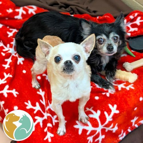 MR. MAVERICK and PENNY