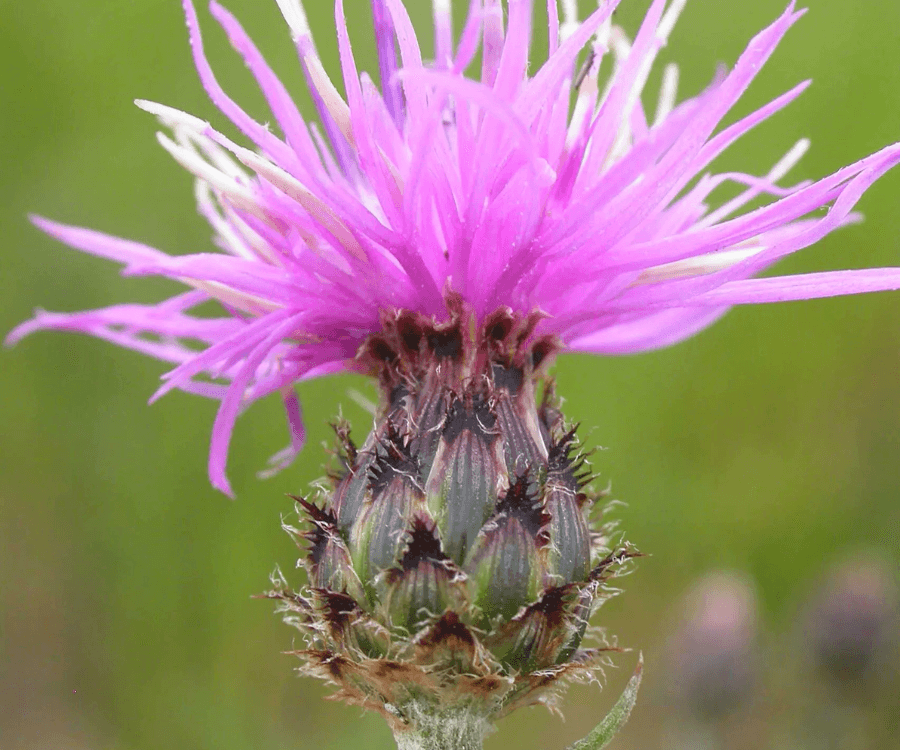 Spotted Knapweed