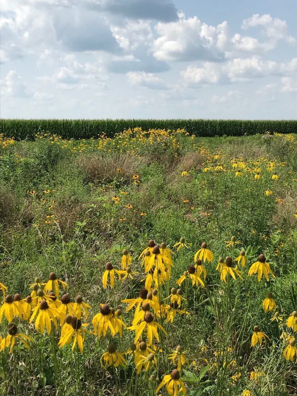 Filter strips of native grasses and forbs are highly functional in protecting water quality and wildlife as well as aesthetically pleasing.