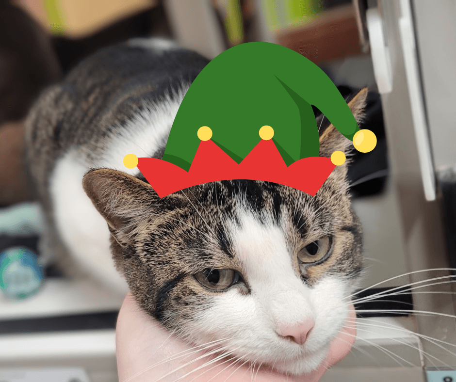 TCHS Launches a Christmas in July Cat Sale!