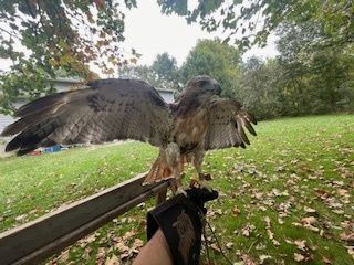 Red Tailed Hawk On Glove