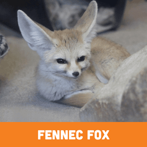 Fennec Fox