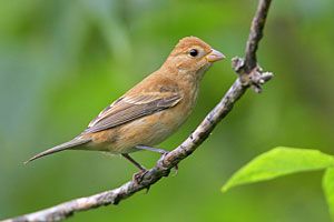 indigo bunting female