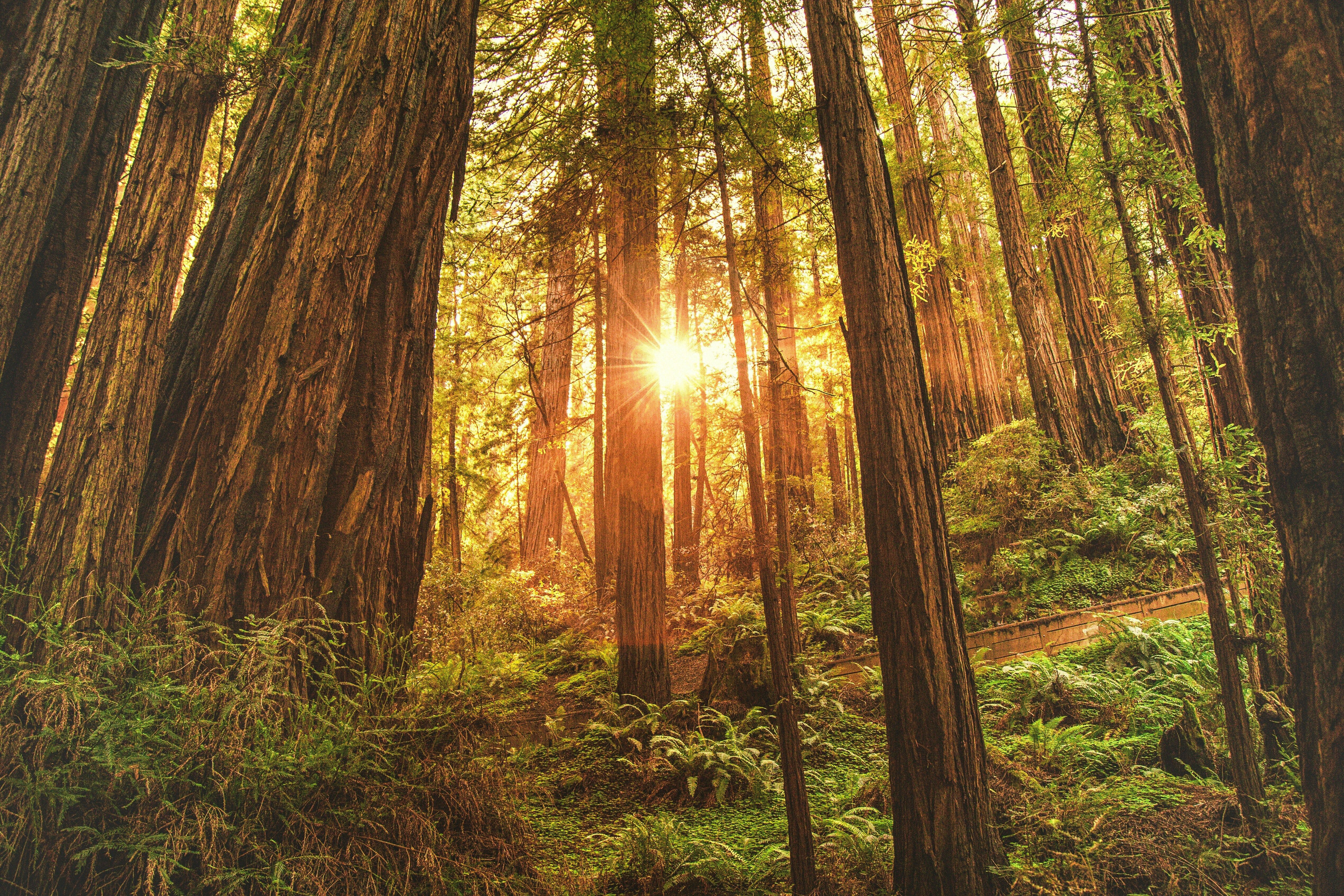 Join this spring's book club on Reforesting Faith.