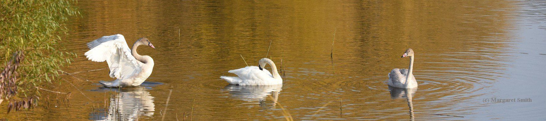 The Trumpeter Swan Blog has lots of information about swans, issues and updates