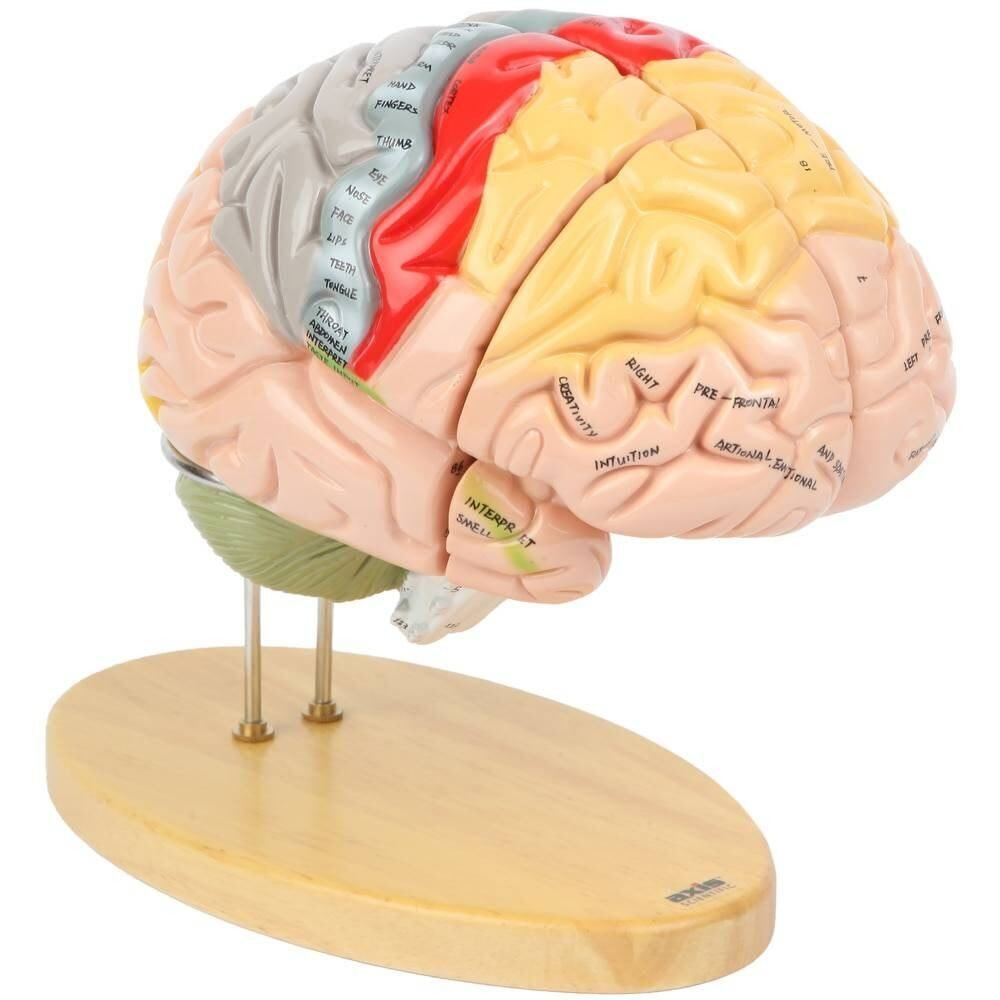 model of human brain on wooden stand