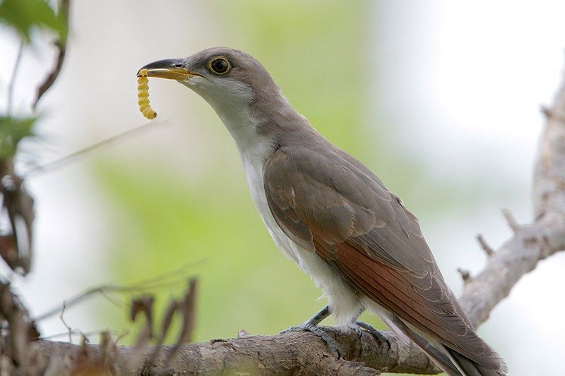 Yellow-billed Cuckoo