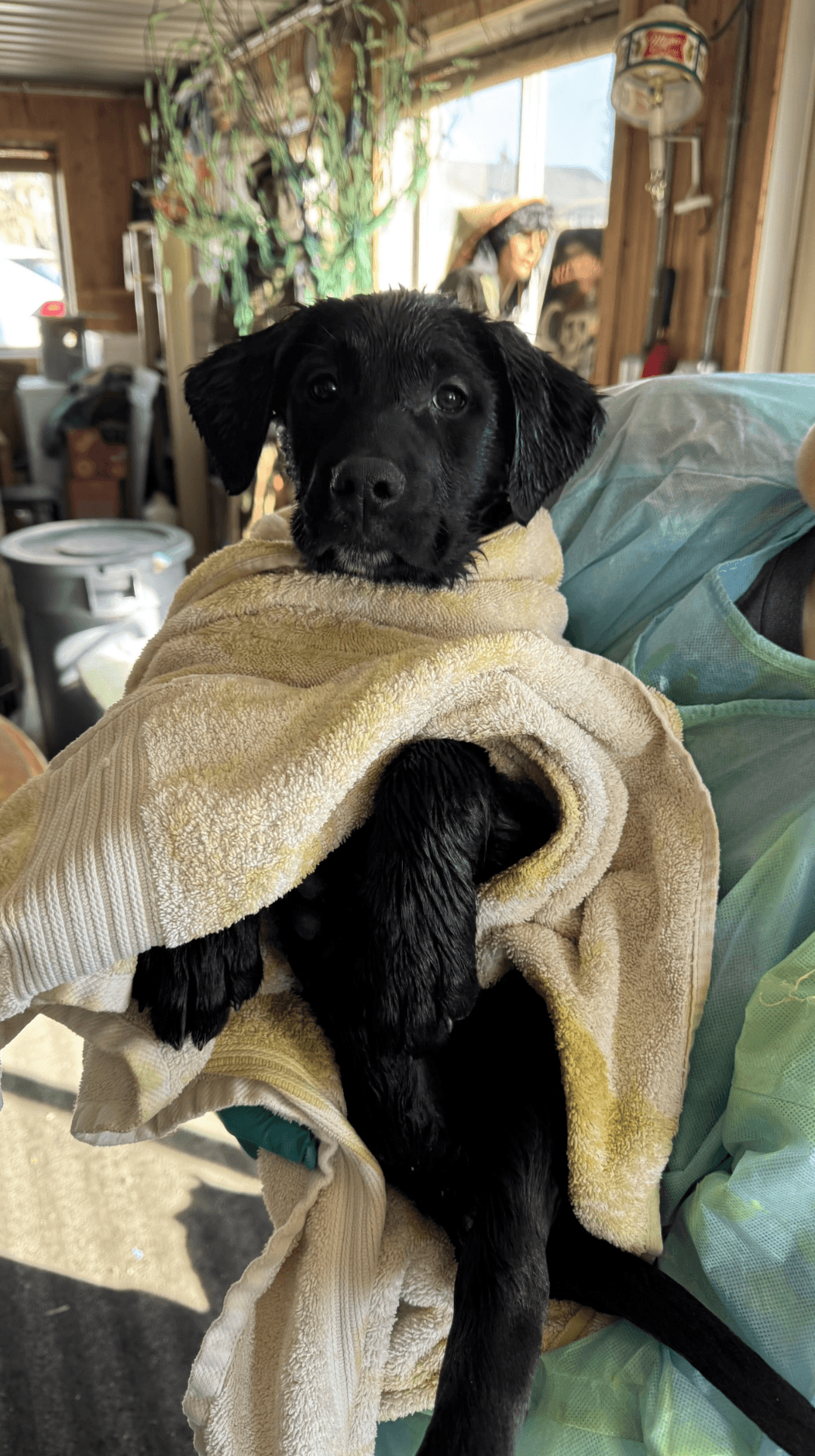 Raise a Paw for Vet Care: Help TCHS Recoup Ringworm Costs!