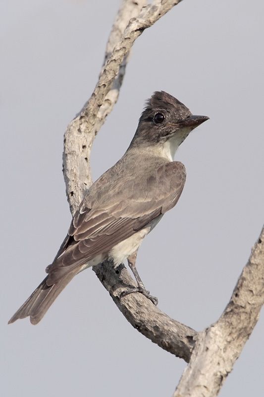 Olive-sided Flycatcher 