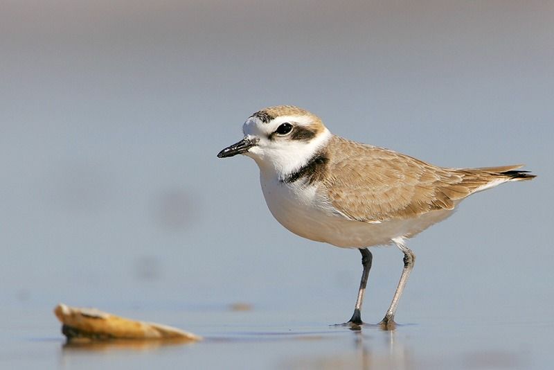 Snowy Plover