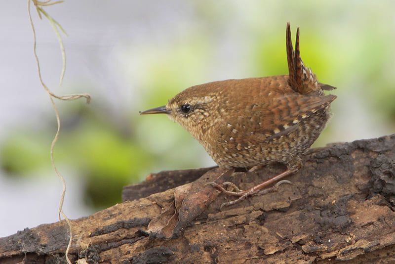 Winter Wren