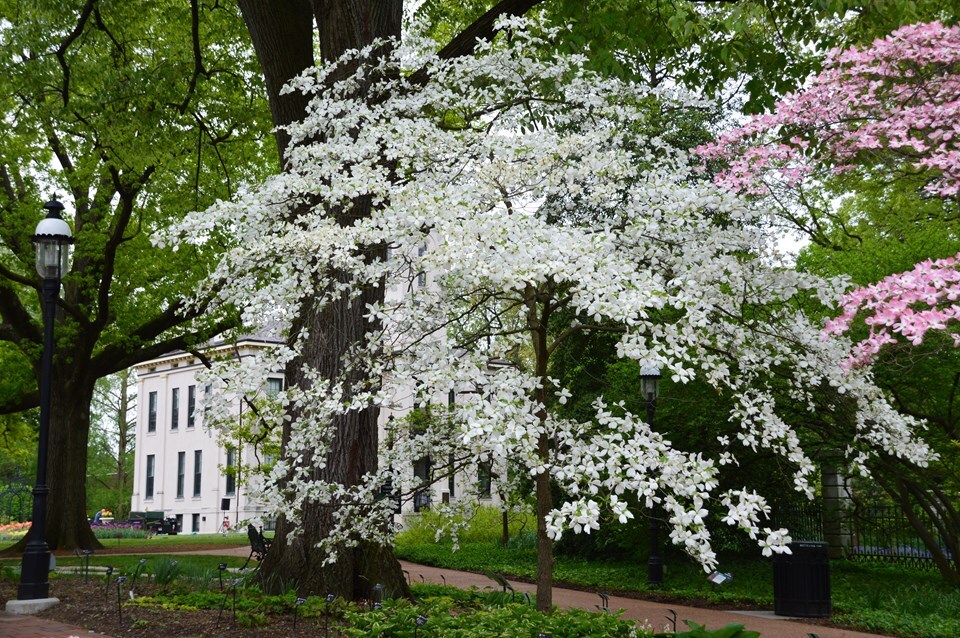 White Flowering Dogwood - Pack of 25 Seedlings (12"-18")