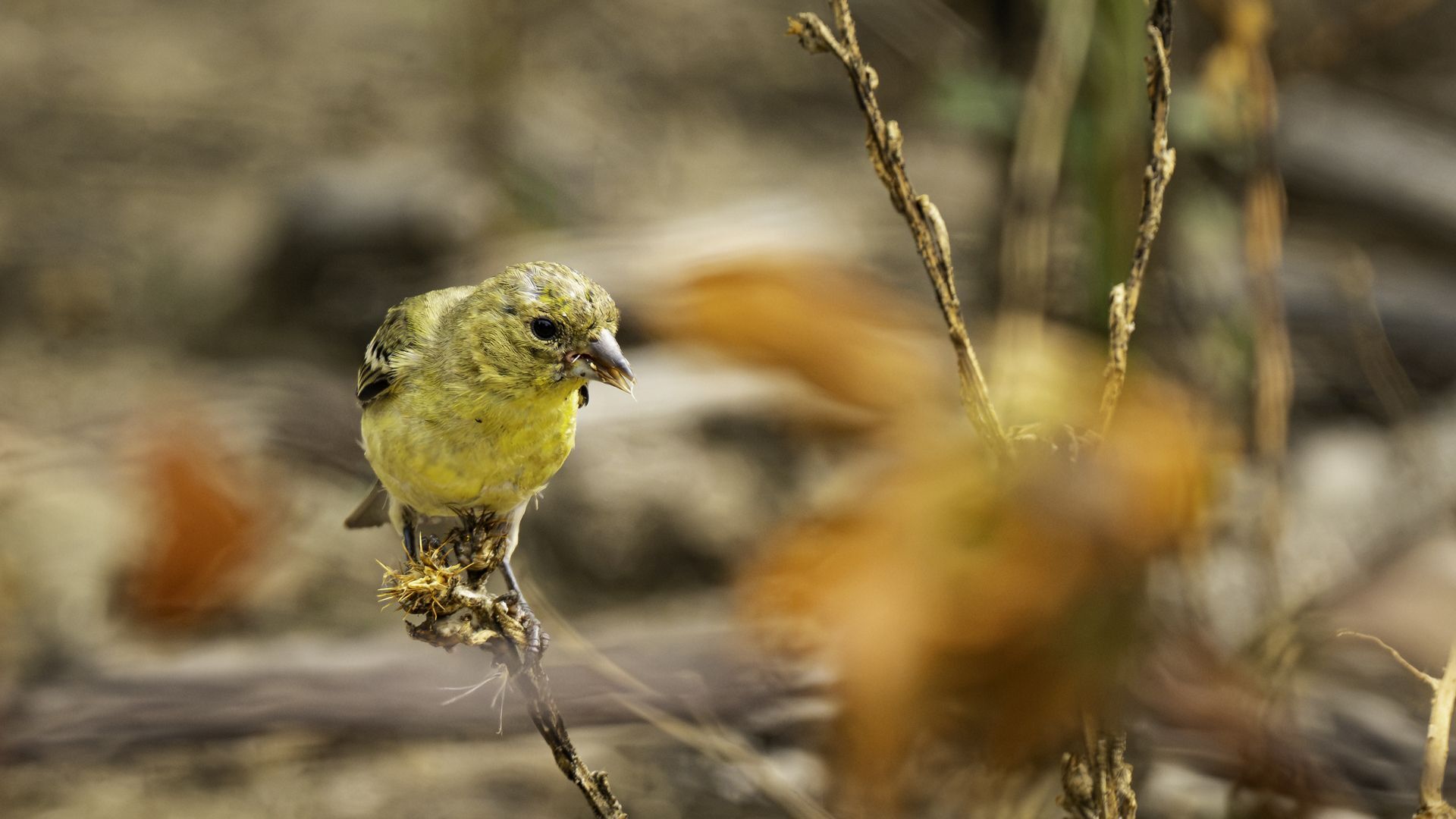 Female American Goldfinch at the Tijuana River Valley Regional Park, taken by Leah Rottke / IG: @leahrottke (September 2026)