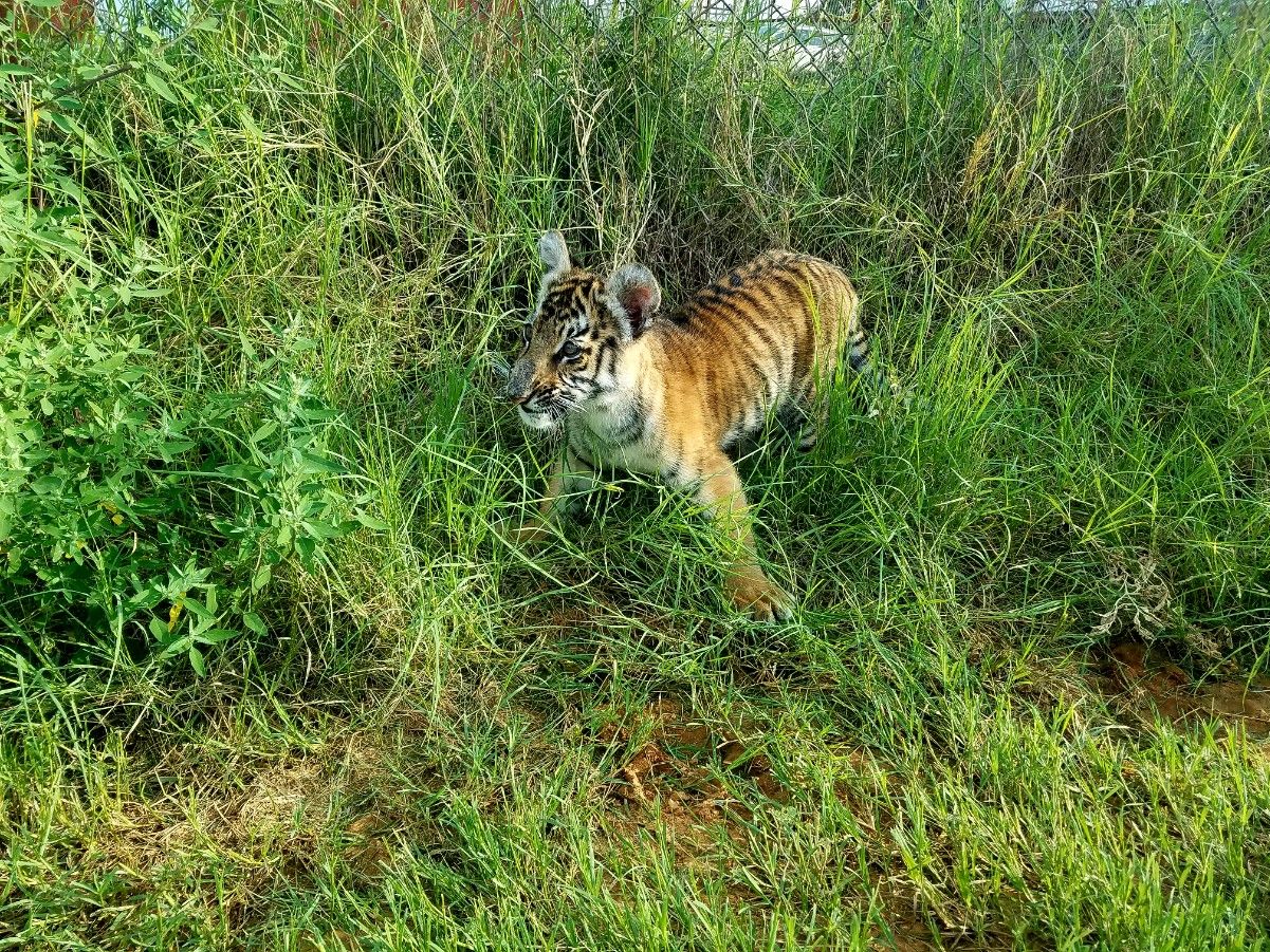 Zara the tiger cub