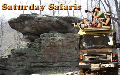 Saturday Safari