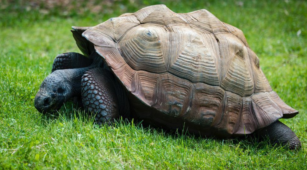Turtles vs Tortoises| Learn The Astonishing Differences