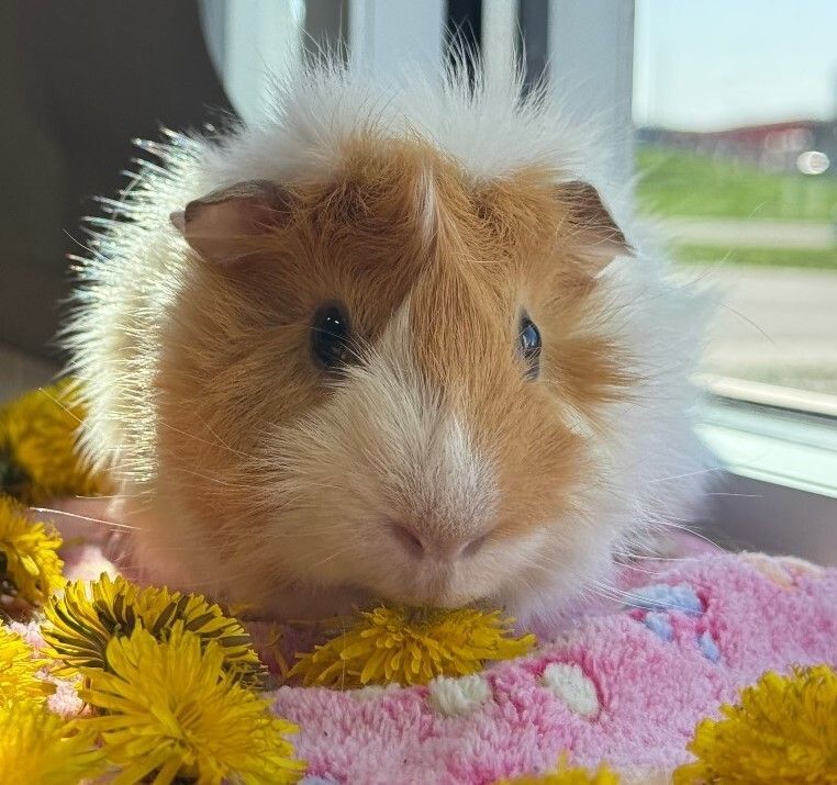 It's a Critter Clearance: All Small Animals are Name Your Own Price!