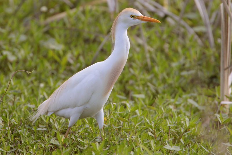 Cattle Egret