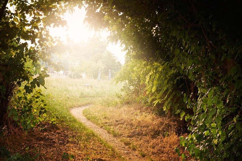 A pathway through a forest with light ahead