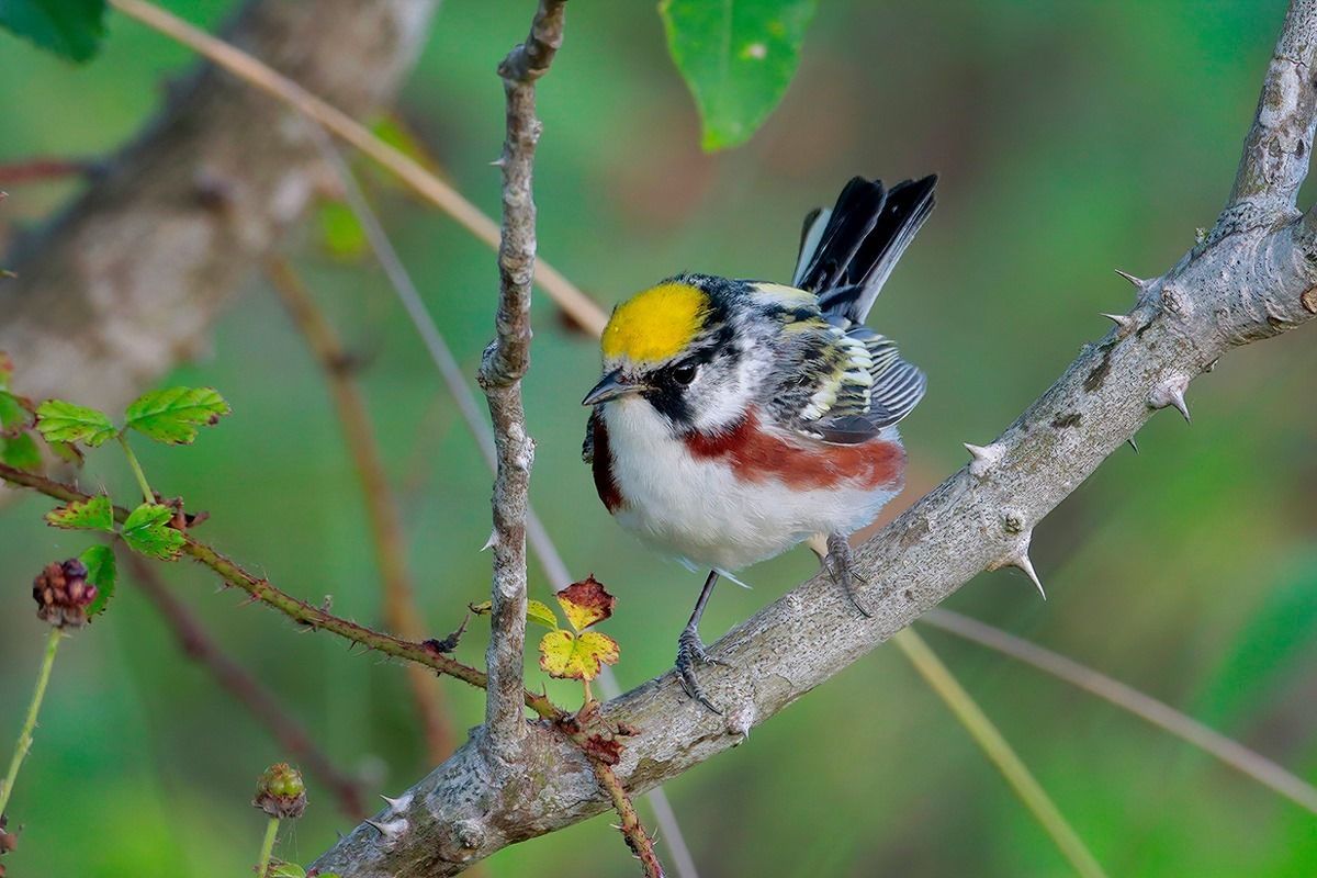 Chestnut-sided Warbler